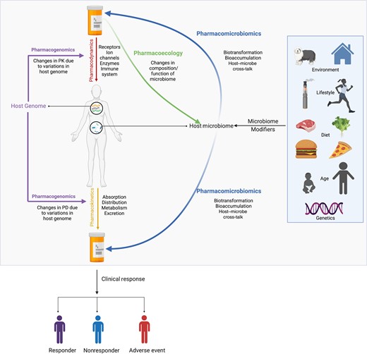 Schematic representation of directionality of terminology used to understand pharmacology and how these features collectively impact clinical response. For simplicity, gut microbiota is represented in the schematic. Figure created in Biorender. Abbreviations: PD, pharmacodynamics; PK, pharmacokinetics.