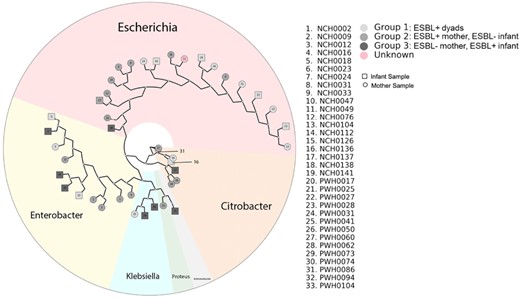 Whole genome sequencing of the ESBL Enterobacterales isolates.