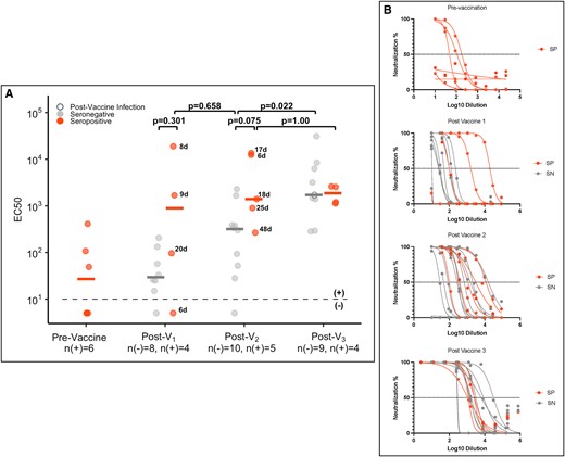 SARS-CoV-2 D614G live virus neutralization among health care personnel by serostatus prior to vaccination. A, EC50 of the SARS-CoV-2 D614G live virus neutralization titers prevaccine, post–vaccine 1 (post-V1), post–vaccine 2 (post-V2), and postboost (post-V3) for all seropositive cases (red) with remaining sera and a subset of seronegative cases (gray). Samples for seronegative cases were selected by matching age and time between vaccination and sample collection to the samples from seropositive cases, as described in the Methods section. Black numbers next to the circles indicate the number of days between vaccination and sample collection for seropositive cases. Postinfection measurements for individuals who were infected with SARS-CoV-2 at any time after the first vaccine dose are shown as open circles. B, Corresponding neutralization curves. SN, seronegative; SP, seropositive.