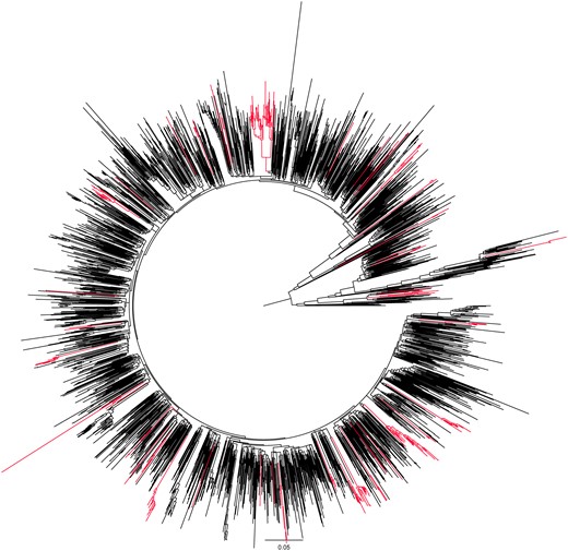 Phylogenetic relationships between human immunodeficiency virus type 1 (HIV-1) sequences in Rhode Island. The circular phylogenetic tree generated with RAxML includes 2513 HIV-1 pol sequences available in Rhode Island by the end of December 2022. Highlighted branches demonstrate clusters with at least 1 of the 100 index cases diagnosed during the 2-year study period in 2021–2022. The branch lengths are drawn to the scale at the bottom of the tree, representing evolutionary distances between the taxa (substitutions per site).