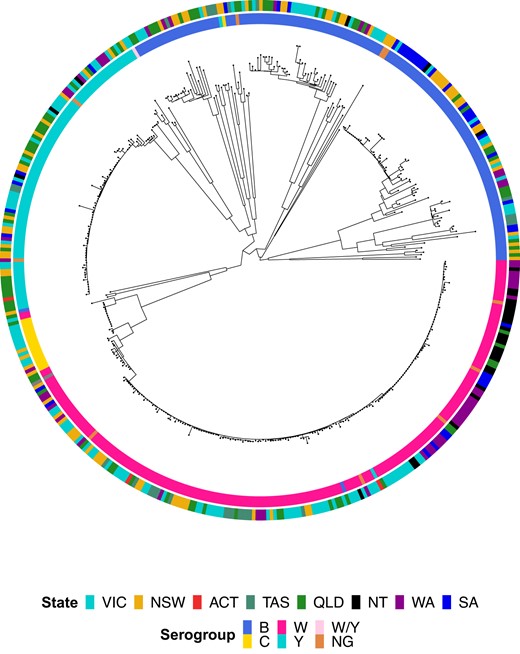 Maximum likelihood phylogenetic tree for all serogroup B, C, W, Y, W/Y, and nongenogroupable (NG) invasive meningococcal disease isolates submitted to the Microbiological Diagnostic Unit Public Health Laboratory, collected between 1 January 2017 and 23 May 2019. Isolate metadata are shown by the colored rings surrounding the tree. Isolate serogroup is displayed by the inner ring and jurisdiction by the outer ring; see legend for color scheme. ACT, Australian Capital Territory; NSW, New South Wales; NT, Northern Territory; QLD, Queensland; SA, South Australia; TAS, Tasmania; VIC, Victoria; WA, Western Australia.