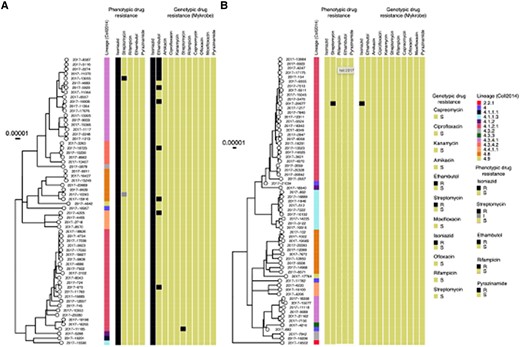 Phylogenetic tree with lineage, phenotypic and genotypic drug resistance among isoniazid-resistant strains (A) and isoniazid-susceptible strains (B) as determined by Genotype MTBDRplus assay.
