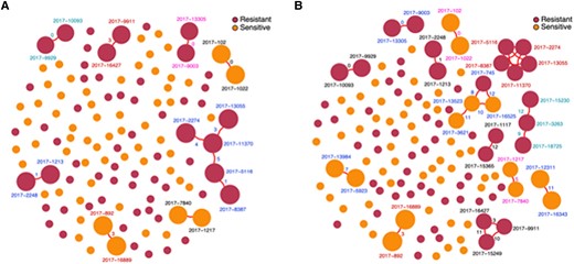 Putative transmission clusters of M tuberculosis strains in Port-au-Prince, Haiti, stratified by isoniazid resistance as determined by Genotype MTBDRplus. (A) Clusters determined by a single nucleotide polymorphism (SNP) threshold of < 5. (B) Clusters determined by a SNP threshold of < 12.