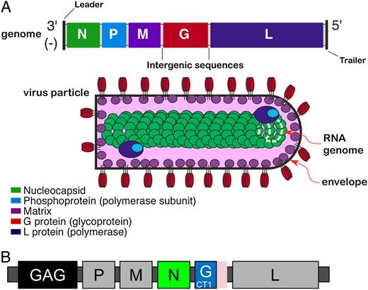 (A) Wild-type vesicular stomatitis virus (VSV) genome organization and virion structure. Viral transcription is polar, initiating at the single 3′ promoter and proceeding to the 5′ end of the genome, producing a steep 3′ to 5′ gradient of gene expression. The N protein encapsidates viral genomic RNA forming viral nucleocapsid; the M protein drives virus assembly and budding from infected cells, and the G protein forms trimers in host cell plasma membrane, which becomes the envelope of budding virus particles. The P and L proteins associate to form the viral RNA polymerase that copackages into virus particles with nucleocapsid, providing the components needed to initiate the next infectious cycle. The mature virus particle is bullet shaped (60 nm × 180 nm) with a lipid envelope and underlying M protein surrounding a dense nucleocapsid core. (B) The recombinant VSV human immunodeficiency virus (HIV)-1 vaccine vector (rVSVN4CT1gag1). The vaccine construct encodes the HIV-1 gag transgene (strain HXB-2 p55 gag) in position one of the genome (gag1) to maximize gene expression, has the N gene translocated from first to fourth position (N4), and encodes a G protein that has the cytoplasmic tail truncated from 29 to 1 amino acid (CT1).