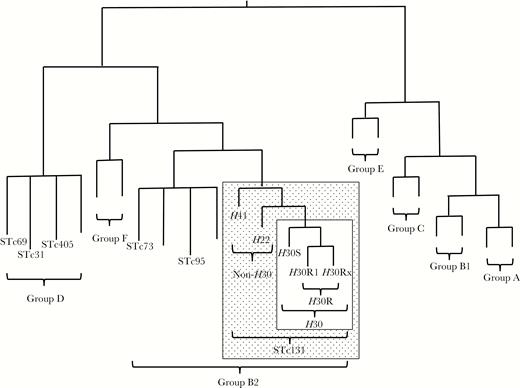 Phylogeny of Escherichia coli and sequence type complex (STc) 131. The phylogram is illustrative only; branch lengths are not to scale, and tree conformation is approximate. Phylogenetic groups are identified with brackets. Each STc included in the present study is labeled; unlabeled branches represent other (unstudied) STs within the indicated phylogenetic groups. Stippled rectangle, STc131; open rectangle within stippled rectangle, ST131-H30 subclone.