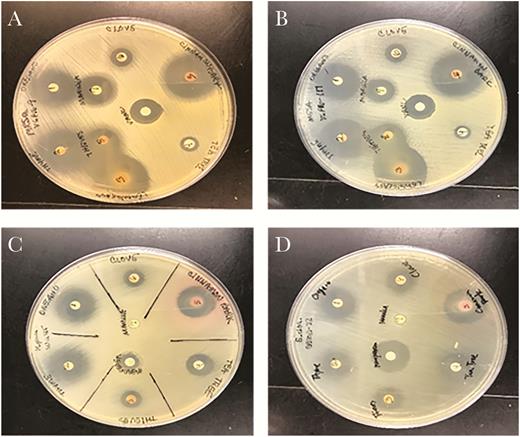 Agar disk diffusion results: (A) methicillin-resistant Staphylococcus aureus; (B) methicillin-susceptible S aureus; (C) Klebsiella pneumoniae; (D) Enterobacter cloacae.
