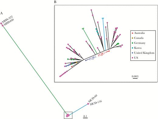 Maximum-likelihood phylogeny based on 2841 core genome single-nucleotide polymorphisms amongst ribotype 027 Clostridioides difficile samples. (A) The phylogenetic tree includes 108 samples, which depicts some isolates as outliers. (B) A zoomed in phylogenetic tree clearly separates the FQR1 and FQR2 lineages.