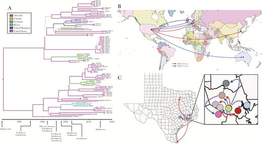 Bayesian phylogenetic and phylogeographic analyses of FQR1 and FQR2 strains. The computational tool BEAST2 was used to incorporate time and geography variables with the single-nucleotide polymorphism analysis. (A) Phylogenetic analyses are plotted with US Food and Drug Administration approval dates for certain fluoroquinolones. (B) Predictive dissemination of FQR1 (red lines) and FQR2 (blue lines) strains worldwide and (C) within Texas.