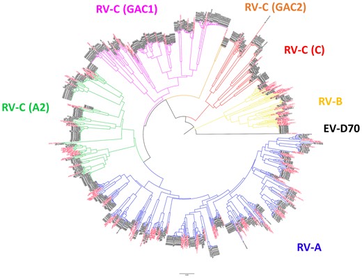Phylogenetic analysis of the 5′-UTR sequence of rhinovirus. Phylogenetic analysis was performed by using MEGA software, which features a bootstrap test with the neighbor-joining method with pairwise deletion option. The 345 nucleotide in the 5′-UTR of the available rhinovirus sequences in GenBank was used to create the phylogenetic tree. Black indicates sequences of collected samples, and red indicates reference sequences. Abbreviations: EV, enterovirus; RV, rhinovirus.