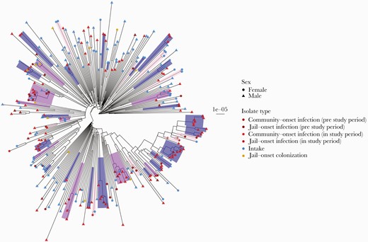 Phylogeny of male and female USA300 colonization and clinical isolates. Clusters of isolates within 20 SNVs are highlighted and colored by pure male, pure female, or mixed male/female clusters. Tip labels indicate sex and are colored by isolate type. To be consistent with male study period, female infections were restricted to 2015–2018. Scale bar indicates substitutions per site. One tip with a long branch was dropped for visualization purposes. Abbreviation: SNV, single nucleotide variant.
