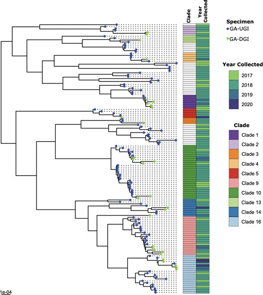 Maximum likelihood phylogenetic tree based on core-genome single-nucleotide polymorphisms (SNPs) of 30 disseminated gonococcal infection (DGI; 2017–2020) and 110 background urogenital and extragenital gonococcal infection (UGI; 2017–2019) isolates collected in Georgia (GA), United States.