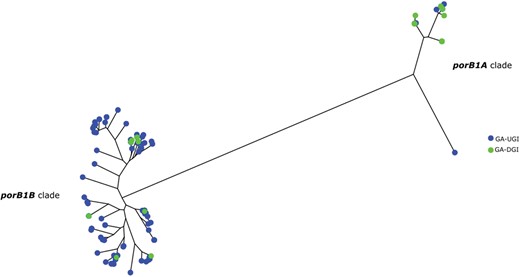 Neighbor-joining phylogenetic tree of porB sequences from the 30 Georgia (GA) disseminated gonococcal infection (DGI) isolates and the background comparative 110 GA urogenital and extragenital gonococcal infection (UGI) isolates. The porB1A cluster is represented by the right cluster and the porB1B cluster is represented by the left cluster. There are 20 DGI isolates that carry the porB1A allele and 10 DGI isolates that carry the porB1B allele. The majority of UGI (100/110) isolates were in the porB1B cluster while the remaining (10/110) isolates were in the porB1A cluster.