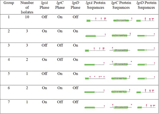 Groupings of the 22 disseminated gonococcal infection hybrid PacBio/Illumina genomes based on the phase on/off combinations of the lgtAC/D genes within the lgtABCDE operon. The green shapes represent functional protein domains with the red flags representing stop codons. The gene was determined to be phase on/off based on the translated protein sequence and the subsequent protein motif Hidden Markov Model matches found in Pfam. lgtA and lgtC were considered phase on when the protein showed a completed functional protein sequence with a stop codon at the end of the translated sequence. We determined lgtD to be considered phase on (ie, group 2) when the partial protein sequence was observed with a stop codon at the end of the sequence. The partial functional protein sequence in lgtD observed might be due to the absence of Neisseria species–specific sequences possibly absent in the Pfam database.