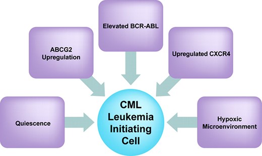 Factors that may play a role in determining the inherent resistance of CML leukemia-initiating cells to imatinib.