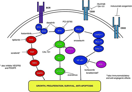 Pathogenetic signaling pathways in diffuse large B-cell lymphoma (DLBCL) and sites for exploitation with targeted therapy. Oncogenic intracellular signal transduction pathways for DLBCL including BCR signaling, RAS/RAF/MEK/MAPK, PI3K/AKT/mTOR, and NF-κB pathways are displayed. Tumor suppressors PTEN and A20 are depicted in pink, with downward arrows. Molecular targeted therapy in DLBCL and their sites of action are indicated.
