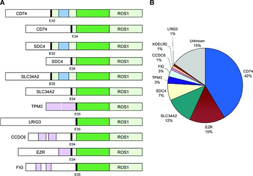 Schematic diagram of ROS1 fusions in non‐small cell lung cancer. (A): ROS1 tyrosine kinase domain (dark green), ROS1 transmembrane domain (blue), and coiled‐coil domains (pink) in ROS1 fusion partners; KDELR2‐ROS1 is not shown. (B): Reported frequencies of different ROS1 fusion partners. Not all studies included reverse transcription polymerase chain reaction primers against all fusion partners listed.