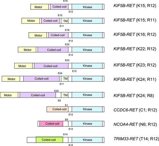 Schematic diagram depicting RET fusions identified in non‐small cell lung cancer. The RET tyrosine kinase domain (blue) is preserved in all fusions. Four different RET fusion partners are depicted: KIF5B, CCDC6, TRIM33, and NCOA4. KIF5B is the most common fusion partner, with seven different KIF5B‐RET fusion variants described to date.