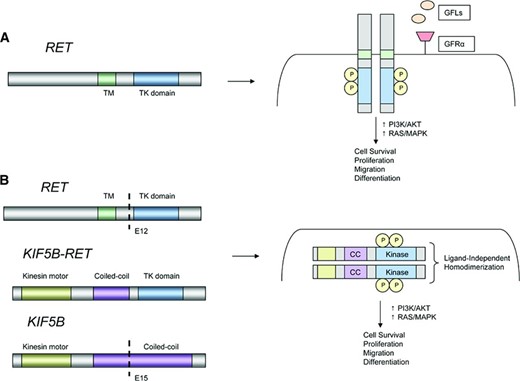 Models of RET rearrangements. (A): Schematic representation of the RET proto‐oncogene (left). RET activation typically involves ligand binding, interactions with a coreceptor, and homodimerization leading to formation of a multiprotein complex (right). (B): Schematic representation of a KIF5B‐RET fusion (left). The coiled‐coil domain of KIF5B promotes ligand‐independent homodimerization of RET, leading to constitutive activation of downstream growth signaling.