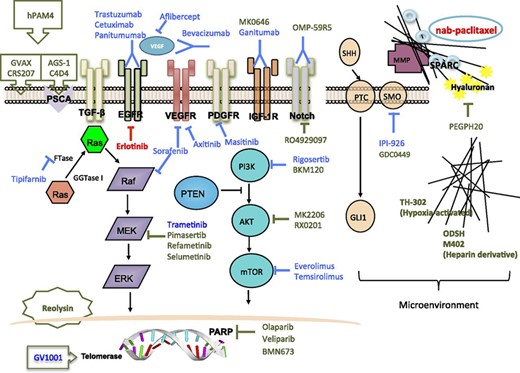 Major signaling pathways and potential actionable targets in advanced pancreatic cancer. Red lines and text indicate Food and Drug Administration-approved agents. Blue lines and text indicate agents that showed negative results in previous clinical trials. Olive green lines and text indicate agents in clinical trials.