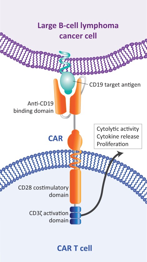Axicabtagene ciloleucel structure.