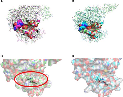 Structural simulation of the active center of epidermal growth factor receptor (EGFR) kinase domain mutants. (A): Superposition diagrams of EGFRExon19Deletion(Ex19Del) on 2GS6. (B): Superposition diagrams of EGFREx19Del+G724S on 2GS6. (C): The enlarged image of the active center of EGFREx19Del. (D): The enlarged image of the active center of EGFREx19Del+G724S.