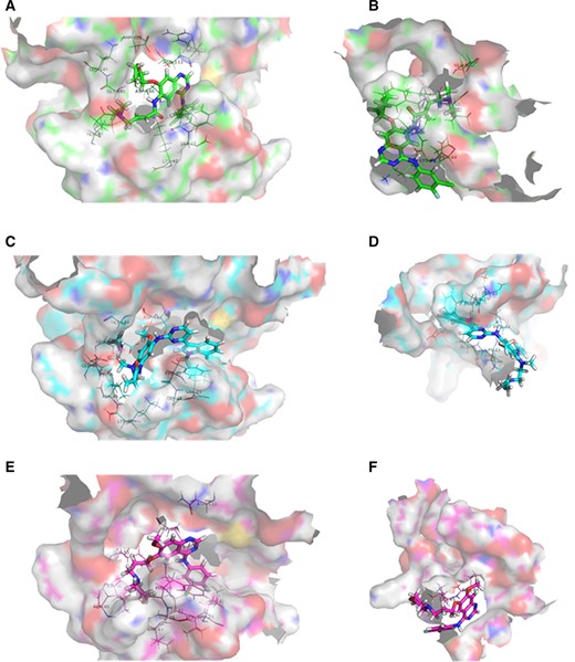 Diagrams of molecular docking poses between individual drugs and epidermal growth factor receptor (EGFR) kinase domain mutants. (A): Afatinib with EGFRExon 19 Deletion(Ex19Del). (B): Afatinib with EGFREx19Del+G742S. (C): Osimertinib with EGFREx19Del. (D): Osimertinib with EGFREx19Del+G724S. (E): Gefitinib with EGFREx19Del. (F): Gefitinib with EGFREx19Del+G724S.