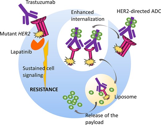 The schematic reveals that although HER2 mutations induce biochemical resistance to conventional anti-HER2 drugs such as trastuzumab and lapatinib by activating downstream cell signaling pathways, they may also enhance internalization of the HER2 protein and the consequent endocytosis of the HER2–ADC complex and release of the ADC payload in both HER2-mutant and HER2-amplified tumors.