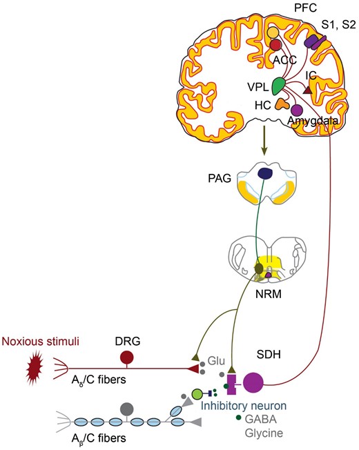 Ascending and descending pain pathways (adapted from Zhuo [8]). ACC = anterior cingulate cortex; DRG = dorsal root ganglion; GABA = gamma aminobutyric acid; Glu = glutamate; HC = hippocampus; IC = insular cortex; NRM = nucleus raphe magnus; PAG = periaqueductal gray; PFC = prefrontal cortex; S1 = primary somatosensory cortex; S2 = secondary somatosensory cortex; SDH = spinal dorsal horn; VPL = ventral posterolateral nucleus of the thalamus.