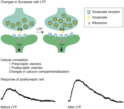 Long-term potentiation (adapted from Lamprecht and LeDoux [50]). As in central sensitization, specific stimulation results in strengthening of synapses that may involve multiple mechanisms. This strengthening results in a greater response of the postsynaptic cell to a given presynaptic input. LTP = long-term potentiation.