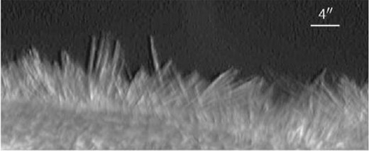 Spicules as seen through the BFI Ca ii H filter on board Hinode/SOT. The image was taken on 2006 November 21 near an active region on the east limb. The image has been rotated, and radial density and emboss filters applied to enhance the visibility of spicules. Only a small region (about 53″ × 22″) from the full SOT FOV is shown.