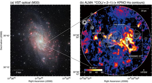 (a) False color image of M 33 obtained with the VLT Survey Telescope (VST, credit: ESO). The red, orange, and cyan represent Hα, r band, and g band, respectively. The blue circle indicates the ALMA FoV. The scale bar is shown in the bottom left corner. (b) Integrated intensity map of 12CO(J = 2–1) obtained with ALMA. The integration velocity range is −145 to −126 km s−1. The superposed white and black contours indicate the Hα intensity obtained by the Kitt Peak National Observatory (KPNO; Massey et al. 2006). The contour levels are 300, 400, 500, 700, 900, 1100, 1500, and 1900 erg s−2 cm−2. The dashed box containing M 33GMC 37 represents the region to be shown in figures 2, 4, 7, and 8. We also show the positions of M 33SNR 35 and Hα sources. The scale bar and beam size are also shown in the top right and bottom right corners, respectively. (Color online)