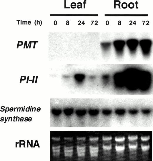 Fig. 1 RNA gel blot analysis of tobacco plants treated with MeJA. Total RNA was prepared from leaves and roots of tobacco plantlets treated with MeJA vapor for 0, 8, 24, or 72 h. Ten micrograms of total RNA was loaded onto each lane. RNA gel blots were probed with tobacco PMT, PI-II, and spermidine synthase genes.