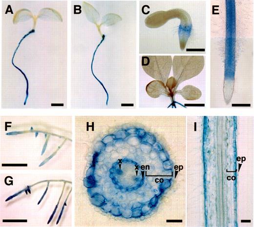 Fig. 5 Histochemical localization of GUS activity in transgenic seedlings and transgenic hairy roots of N. sylvestris. (A and E) 5-day-old transgenic seedlings transformed with pMT301. (B) 5-day-old transgenic seedling transformed with pMT302. (C) 2-day-old transgenic seedling transformed with pMT301. (D) 14-day-old transgenic seedling transformed with pMT301. (F, G, H, and I) transgenic hairy root transformed with pMT201. (G) The same transgenic hairy root clone as in F, but treated with 20 µM MeJA for 3 d. Bar=2 mm in A and B, 0.5 mm in C and E, 5 mm in D, F, and G, 0.1 mm in H and I. co, cortex; en, endodermis; x, xylem; ep, epidermis.