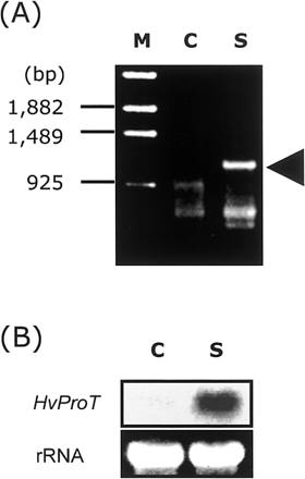 Fig. 1 (A) Comparison of gene expression between control and salt-stressed barley roots detected by DD RT-PCR using the D39 primer. Salt stress treatment was carried out as described in Materials and Methods. Arrowhead shows salt-inducible DNA fragment corresponding to HvProT. (B) Northern blot analysis of HvProT in salt-stressed roots. Roots were treated with 100 mM and 200 mM NaCl for 3 d each. M, markers; C, control; S, salt stress.