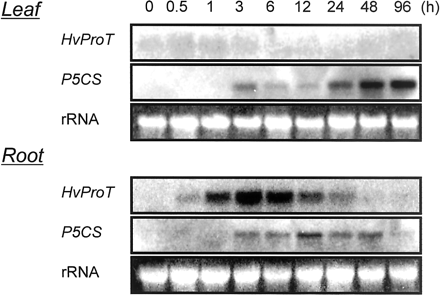 Fig. 4 Northern blot analysis of HvProT and HvP5CS in leaves and roots under 200 mM NaCl stress. The 3′-untranslated region as described in Fig. 2 was used as a specific probe for HvProT.