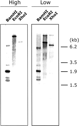 Fig. 5 Southern blot analysis of HvProT. Fifteen µg of DNA was digested by BamHI, EcoRI or XhoI. A full-length cDNA was used as a probe. Washing was performed in 0.5× SSC and 0.5% SDS (high stringency) and in 5× SSC and 1% SDS (low stringency) at 65°C.