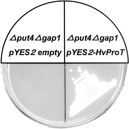 Fig. 6 Complementation of the proline uptake in a yeast double mutant (Δput4Δgap1) transformed with the HvProT. Yeast transformed with pYES2-HvProT grew on medium containing 2% galactose and 0.001% proline as a sole nitrogen source, whereas yeast transformed with pYES2-empty did not grow at all.