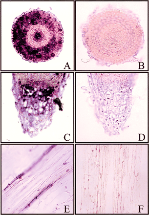 Fig. 8 Localization of HvProT mRNAs in salt-stressed barley roots by in situ hybridization. Experiments were carried out as described in Materials and Methods. Antisense (A, C, E) and sense (B, D, F) probes are labeled using DIG. Transverse sections are shown in A, B, E and F and longitudinal sections are shown in C and D. Signals are detected in root cap columella cells (A), cortex layer and stele (C) and phloem (E).