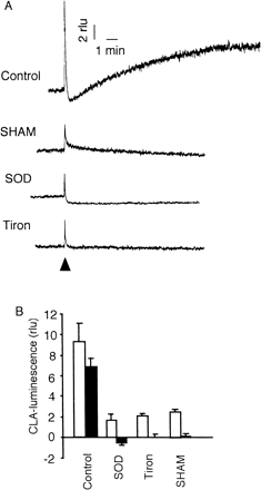 Fig. 2 Effects of SOD, Tiron and SHAM on SA-induced CLA-chemiluminescence in epidermal peels. (A) Typical traces of CLA-chemiluminescence in the absence and presence of 5 mM SOD, Tiron or SHAM. SA (2 mM) was added at the time indicated by an arrowhead. (B) The height of first chemiluminescence spike (open bars) and the second phase chemiluminescence at the plateau (solid bars) were represented. The plateau of second phase in control is out of the traces in A (at ~10 min). Error bars are standard deviations (n = 3).