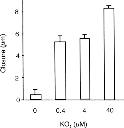 Fig. 4 KO2-induced stomatal closure in epidermal peels. Stomatal width was measured before and 5 min after application of KO2 and the difference of widths gives closure. Error bars show standard errors (n = 40).