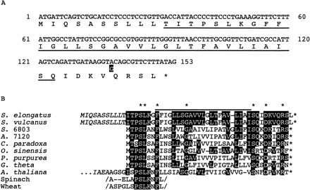 Fig. 1 psbX of Synechococcus elongatus. Panel A: Nucleotide sequence of only the coding region of psbX together with deduced amino acid sequence is presented. Difference in nucleotide sequence of S. vulcanus (black box) was placed below the sequence of S. elongatus. The deduced sequence corresponding to N-terminal protein sequence of the4.1 kDa PSII-X from S. vulcanus is underlined. Panel B: Sequence alignment of PSII-X protein. Amino acid residues conserved between S. elongatus and other organisms were indicated by black boxes. Asterisks on the top and at the end of sequences indicate the totally conserved residues and termination codons, respectively. Putative transit sequence is shown in italic letters. The line indicates a hydrophobic segment, which may span the thylakoids. S. 6803: Synechocystis sp. PCC 6803 (EMBL: D64001), A. 7120: Anabaena sp. PCC 7120, C. paradoxa: Cyanophora paradoxa (EMBL: U30821), P. purpurea: Porphyra purpurea (EMBL: U38804), O. sinensis: Odontella sinensis (EMBL: Z67753), G. theta: Guillardia theta (EMBL: AF041468), A. thaliana: Arabidopsis thaliana (MUID: 96305797), spinach and wheat (Ikeuchi et al. 1989c). Note that the partial sequences of spinach and wheat were obtained by protein sequencing.