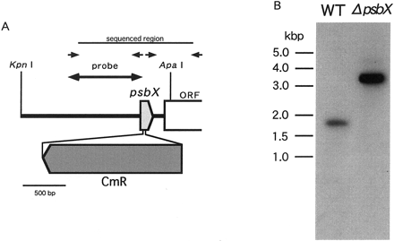 Fig. 2 Construction for insertional disruption of psbX (panel A) and Southern blotting analysis of psbX-disrupted mutant of S. elongatus (panel B). Arrows indicate primers for disruption construct. Genomic DNA of wild type (WT) and the mutant (ΔpsbX) was digested by KpnI and ApaI.