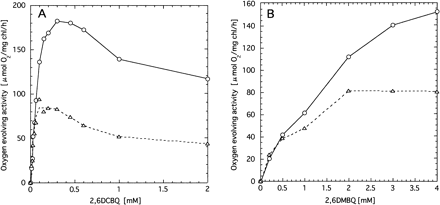 Fig. 6 Effects of 2,6DCBQ (panel A) and 2,6DMBQ (panel B) on the oxygen evolution activity of thylakoid membranes isolated from wild type (circles) and psbX-disrupted mutant (triangles).