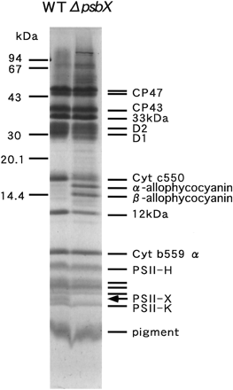 Fig. 9 SDS-urea-PAGE profile of PSII core complexes from wild type (WT) and psbX-disrupted mutant (ΔpsbX). The position of 4.1 kDa PSII-X protein is indicated with an arrow. Positions of molecular size markers are indicated on the left.