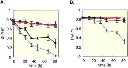 Fig. 1 Effects of salt stress on various Chl fluorescence parameters in Apo-Inv (circle and triangle) and wild-type (square and diamond) tobacco plants. Plants were treated with (square, circle) or without (diamond, triangle) 300 mM NaCl in light (200 µmol quanta m–2 s–1). Vertical bars are standard errors for three replicants. (A) quantum yield of PSII (ΦII, ΔF/Fm’), (B) photoinhibition of PSII (Fv/Fm).