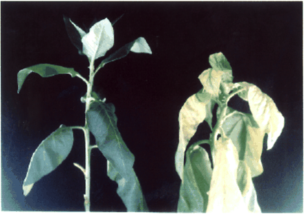 Fig. 2 Physical appearance of Apo-Inv (left) and wild-type (right) tobacco plants under salt stress. After their lower leaves were removed, the plants were treated with 300 mM NaCl in light (200 µmol quanta m–2 s–1) for 122 h.