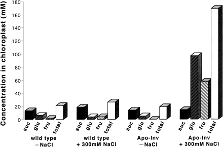 Fig. 4 Estimated sugar concentrations in chloroplasts before and after 24 h of salt stress (300 mM NaCl, 200 µmol quanta m–2 s–1) treatment. suc, sucrose; fru, fructose; glu, glucose; total = suc + fru + glu.