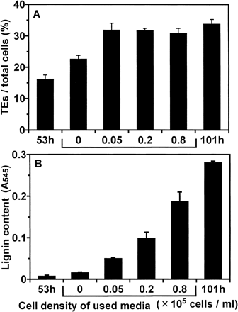 Fig. 3 Effect of cultures in used media on lignification. At 53 h of culture, cells were resuspended at the density of 0.05×105 cells ml–1 in fresh medium or in conditioned media which had been used for culture at each cell density (0.05, 0.2 and 0.8×105 cells ml–1). Cells were cultured for further 48 h (at 101 h of culture) and lignin contents were determined. The cells cultured for 53 h and 101 h under the original conditions were designated as “53 h” and “101 h”, respectively. (A) The ratio of TE differentiation. (B) Lignin contents. Lignin contents were determined as described in Materials and Methods. Vertical bars represent SD values for three replicates.