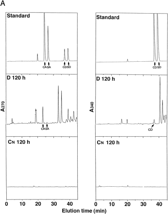 Fig. 7 (A) Analyses of lignin precursors in cultured media by HPLC. Concentrated D and CN media at 120 h of culture were separated by reversed-phase HPLC on a C-18 column. Compounds eluting at 24.2, 26.5, 37.5, and 39.6 co-chromatographed with, in the sequence given, CA, SA, CD, and SD. The eluate was monitored at 270 nm and 340 nm. Standards containing 20 µM each lignin precursors in fresh D media were concentrated by the same method as samples. (B) Comparison of mass spectrum of authentic CA or CD and natural CA or CD in D culture after isolation by HPLC and gas chromatography.