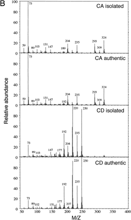 Fig. 7 (A) Analyses of lignin precursors in cultured media by HPLC. Concentrated D and CN media at 120 h of culture were separated by reversed-phase HPLC on a C-18 column. Compounds eluting at 24.2, 26.5, 37.5, and 39.6 co-chromatographed with, in the sequence given, CA, SA, CD, and SD. The eluate was monitored at 270 nm and 340 nm. Standards containing 20 µM each lignin precursors in fresh D media were concentrated by the same method as samples. (B) Comparison of mass spectrum of authentic CA or CD and natural CA or CD in D culture after isolation by HPLC and gas chromatography.